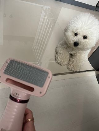 아베크 펫 강아지 고양이 애견 에어 브러쉬 드라이기 올인원 — 5점을 준 리뷰어가 2021년 7월 올린 사용 사진
