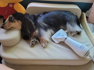 아베크 펫 강아지 고양이 애견 에어 브러쉬 드라이기 올인원 — 5점을 준 리뷰어가 2021년 7월 올린 사용 사진
