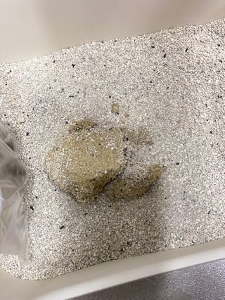 겟플렉스 켓플렉스 캣츠룸BS-1 고양이모래 4kg — 5점을 준 리뷰어가 2021년 2월 올린 사용 사진