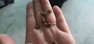 [푸디웜] 라포그 리얼인섹트 소프트키블 스킨 1KG — 4점을 준 리뷰어가 2022년 9월 올린 사용 사진