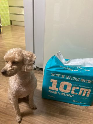 아베크 펫 와이드 프리미엄 대형 애견 강아지 배변 패드 30매 1팩 80g — 5점을 준 리뷰어가 2021년 7월 올린 사용 사진