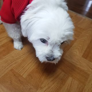 My Pet Care 천연단백질 관절건강에 개좋아 — 5점을 준 리뷰어가 2021년 1월 올린 사용 사진