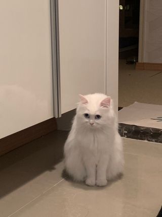 [후르디아] 아보카도 약산성 비건 여성 청결제 — 5점을 준 리뷰어가 2021년 4월 올린 사용 사진