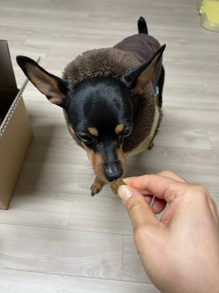 My Pet Care 천연단백질 관절건강에 개좋아 — 5점을 준 리뷰어가 2021년 2월 올린 사용 사진