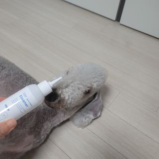 [댕모어 클리너 3종] 아이클리너 / 이어클리너 / 덴탈클리너 3종 세트 (120ml) — 4점을 준 리뷰어가 2023년 9월 올린 사용 사진