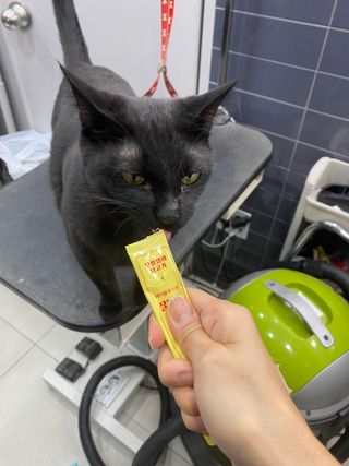 페페로니 잘 먹는 캣츄 - 무항생제 닭고기 12개 + 원양선 참치 12개 — 5점을 준 리뷰어가 2021년 8월 올린 사용 사진