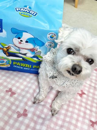 망아진가봄님이 올린 리뷰 사진 1