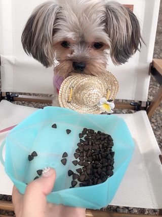 [푸디웜] 라포그  리얼인섹트 웨이트밸런스 저알러지 강아지 사료  1.2KG — 5점을 준 리뷰어가 2021년 7월 올린 사용 사진