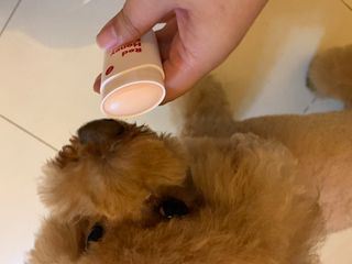 [레드허니밤]자유펫 고양이 강아지 발바닥 밤 14g — 5점을 준 리뷰어가 2021년 11월 올린 사용 사진