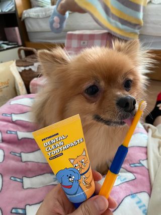 Pethroom 페스룸 PETHROOM DENTAL CARE SET 페스룸 덴탈 케어 세트 / 덴탈 클린 칫솔 + 덴탈 클린 치약 — 5점을 준 리뷰어가 2020년 12월 올린 사용 사진