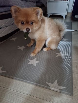 [푸디웜] 라포그 코어덴탈츄 그린 (10개입) — 5점을 준 리뷰어가 2023년 1월 올린 사용 사진