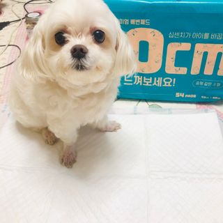 아베크 펫 와이드 프리미엄 중형 애견 강아지 배변 패드 54매 1팩 45g — 5점을 준 리뷰어가 2021년 7월 올린 사용 사진
