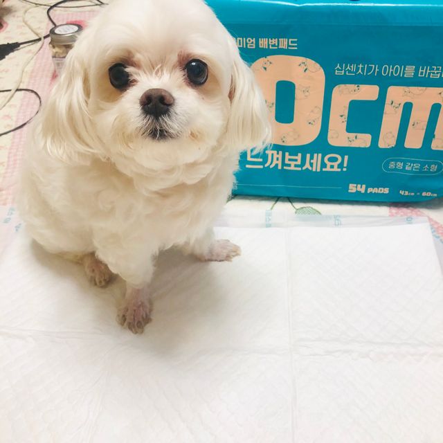 아베크 펫 와이드 프리미엄 중형 애견 강아지 배변 패드 54매 1팩 45g 리뷰 사진