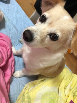 My Pet Care 천연단백질 관절건강에 개좋아 — 5점을 준 리뷰어가 2021년 1월 올린 사용 사진