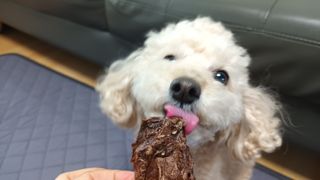 새돌댕댕님이 올린 리뷰 사진 1