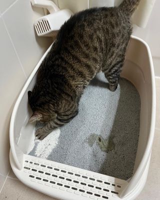 라기라기님이 올린 리뷰 사진 4