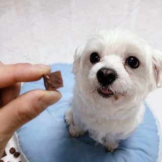 My Pet Care 천연단백질 눈건강에 개좋아 — 5점을 준 리뷰어가 2021년 1월 올린 사용 사진