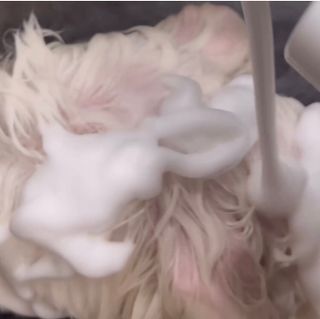 [댕모어 샴푸 2종] 댕샴푸 / 퍼피샴푸  2종 세트 (300ml) — 4점을 준 리뷰어가 2023년 9월 올린 사용 사진