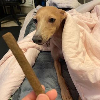 My Pet Care 천연단백질 치아건강에 개좋아 — 5점을 준 리뷰어가 2021년 1월 올린 사용 사진