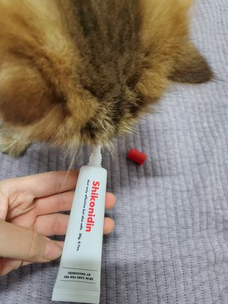 [자유펫] 시코니딘 고양이 강아지 피부 보습 연고 20g — 5점을 준 리뷰어가 2021년 11월 올린 사용 사진