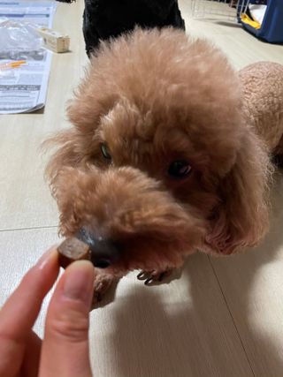 My Pet Care 천연단백질 관절건강에 개좋아 — 5점을 준 리뷰어가 2021년 2월 올린 사용 사진