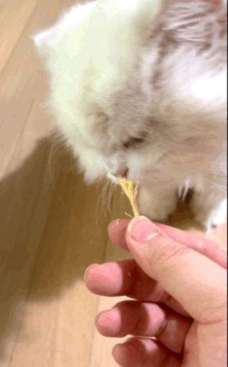 [펫시밀] 원물그대로 강원도 인제군 용대리 무염황태채 60g 강아지 고양이 프리미엄 수제간식 — 5점을 준 리뷰어가 2023년 11월 올린 사용 사진