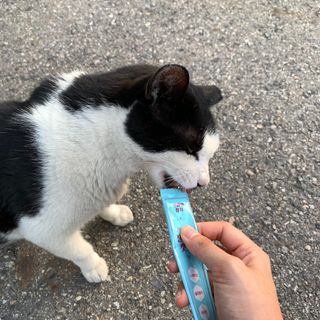 페페로니 잘 먹는 캣츄 - 원양선 참치 24개입 — 5점을 준 리뷰어가 2021년 8월 올린 사용 사진