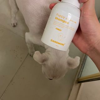 [댕모어 샴푸 2종] 댕샴푸 / 퍼피샴푸  2종 세트 (300ml) — 5점을 준 리뷰어가 2023년 9월 올린 사용 사진