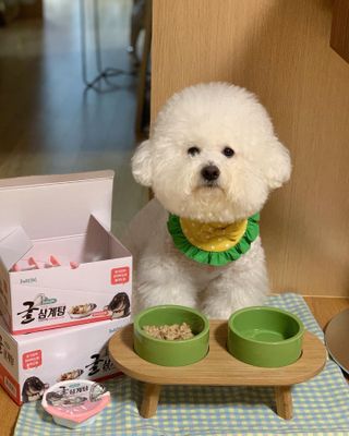 도레파스 굴삼계탕 - 강아지용 — 5점을 준 리뷰어가 2021년 3월 올린 사용 사진