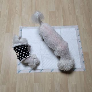 아베크 펫 와이드 프리미엄 대형 애견 강아지 배변 패드 30매 1팩 80g — 5점을 준 리뷰어가 2021년 7월 올린 사용 사진