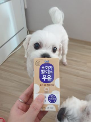 소화가 잘되는 우유 국산 5곡 미숫가루 — 5점을 준 리뷰어가 2021년 9월 올린 사용 사진
