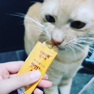 페페로니 맛있는 스틱 - 무항생제 닭고기 15개 + 원양선 참치 15개 — 5점을 준 리뷰어가 2021년 9월 올린 사용 사진
