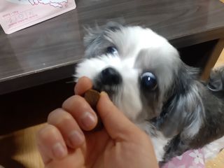 My Pet Care 천연단백질 관절건강에 개좋아 — 5점을 준 리뷰어가 2021년 1월 올린 사용 사진