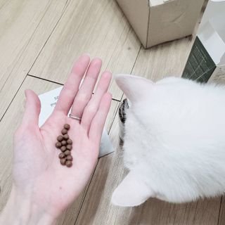 펫21 그로그로 5종 강아지 고양이 반려동물 한방 영양제 — 4점을 준 리뷰어가 2021년 11월 올린 사용 사진