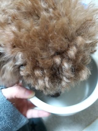 씨디랩 장 건강과 구강 건강을 한 번에 더블락토 강아지 고양이 유산균 — 5점을 준 리뷰어가 2021년 1월 올린 사용 사진
