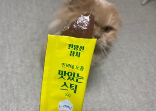 페페로니 맛있는 스틱 - 무항생제 닭고기 15개 + 원양선 참치 15개 — 5점을 준 리뷰어가 2021년 10월 올린 사용 사진