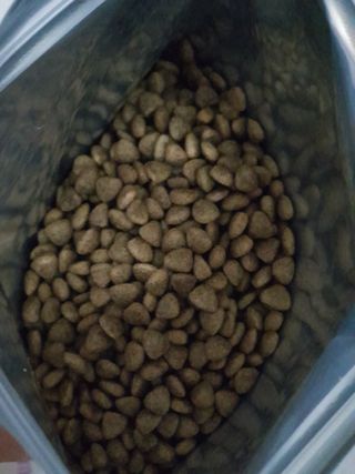 [푸디웜] 라포그 리얼인섹트 소프트키블 스킨 1KG — 5점을 준 리뷰어가 2022년 9월 올린 사용 사진