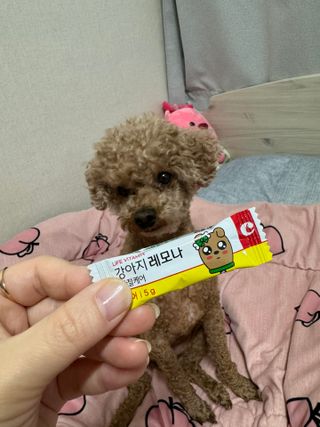 [레모나] 강아지 레모나 강아직 영양 간식 4종 택 1 — 5점을 준 리뷰어가 2024년 1월 올린 사용 사진