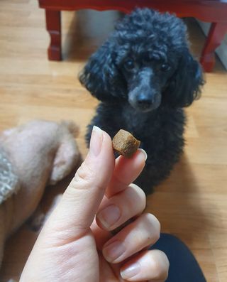 My Pet Care 천연단백질 관절건강에 개좋아 — 4점을 준 리뷰어가 2021년 2월 올린 사용 사진