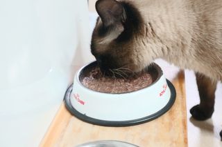 씨디랩 구강에서 장까지 한 번에 관리하는 더블락토 강아지 고양이 유산균 — 5점을 준 리뷰어가 2021년 6월 올린 사용 사진