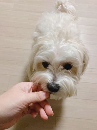 My Pet Care 천연단백질 치아건강에 개좋아 — 4점을 준 리뷰어가 2021년 2월 올린 사용 사진