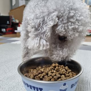 영국 바이탈린 강아지 애견사료 2kg — 5점을 준 리뷰어가 2021년 6월 올린 사용 사진