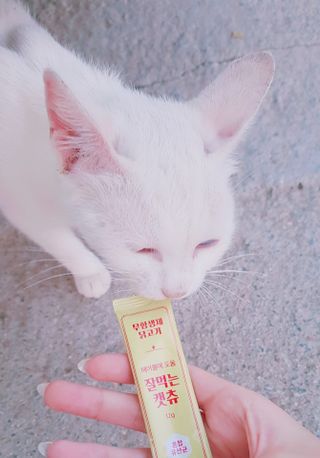 페페로니 잘 먹는 캣츄 - 무항생제 닭고기 12개 + 알래스카 연어 12개 — 5점을 준 리뷰어가 2021년 7월 올린 사용 사진