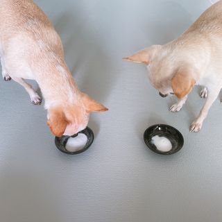 My Pet Care 장건강에 개좋아 — 4점을 준 리뷰어가 2021년 2월 올린 사용 사진