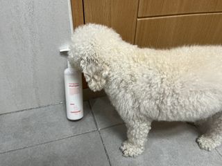 [댕모어 샴푸 2종] 댕샴푸 / 퍼피샴푸  2종 세트 (300ml) — 5점을 준 리뷰어가 2023년 9월 올린 사용 사진