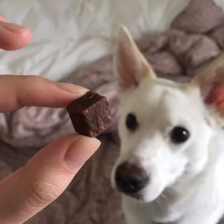 My Pet Care 천연단백질 눈건강에 개좋아 — 5점을 준 리뷰어가 2021년 3월 올린 사용 사진