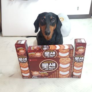 롯데제과 롯샌 카페크런치 — 5점을 준 리뷰어가 2021년 10월 올린 사용 사진