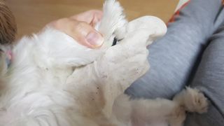디어엘로디 유기농 무표백 건티슈 60매 — 5점을 준 리뷰어가 2022년 10월 올린 사용 사진