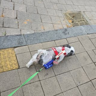 꽃단이님이 올린 리뷰 사진 2
