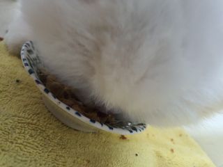 [펫시밀] 원물그대로 영양듬뿍 진공동결건조 북어트릿75g,치킨트릿100g,연어트릿75g 강아지 고양이 간식 — 5점을 준 리뷰어가 2023년 6월 올린 사용 사진